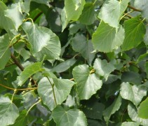 Tilia cordata 'Greenspire' blad