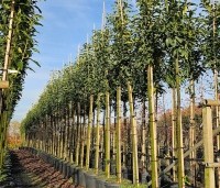 Prunus laurocerasus 'Genolia' - Laurierkers 'Genolia' - 1