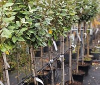 Elaeagnus ebbingei 'Compacta' - Olijfwilg  - 120 cm stamhoogte