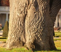 Liriodendron tulipifera bij Paleis het Loo
