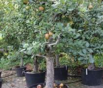 Malus domestica 'Rode Boskoop' solitair struik