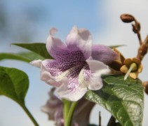 Paulownia Tomentosa