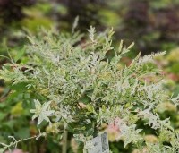 Salix integra 'Hakuro Nishiki' - Bonte wilg - 2