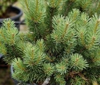 Pinus sylvestris 'Watereri' - Dwerg grove den 'Watereri' - 6