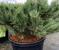 Pinus sylvestris 'Watereri' - Dwerg grove den 'Watereri' - 7