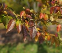 Lagerstroemia indica 'Rosea' - Indische sering - 2