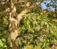 Lagerstroemia indica 'Rosea' - Indische sering - 1