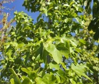 Liquidambar styraciflua 'Rotundiloba - Amberboom 'Rotundiloba' - 1
