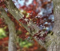 Acer palmatum 'Atropurpureum' - Japanse Esdoorn 'Atropurpureum' - 1
