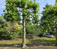 Platanus hispanica - Plataan - 3