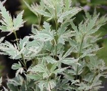 Acer palmatum Butterfly