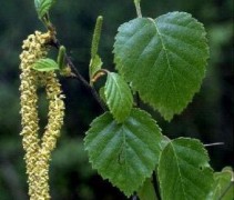 Betula pubescens