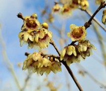 Chimonanthus praecox