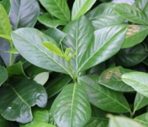 Prunus laur Novita