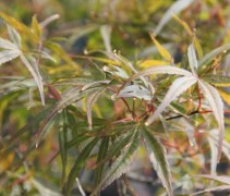 Acer palmatum Red Pygmy