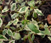 Cornus alternifolia 'Argentea'