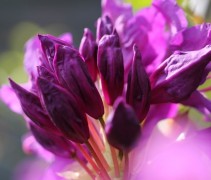 Rododendron 'Marcel Menard' paarse bloemen