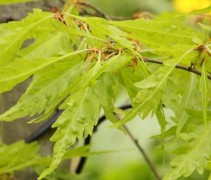 Varenbeuk blad