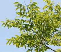 Westerse netelboom met vers blad (struikvorm)