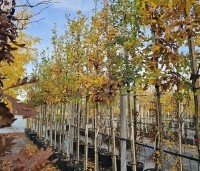 Quercus robur - Zomereik - 6