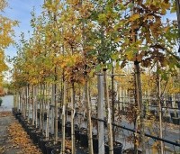 Quercus robur - Zomereik - hoogstambomen in pot najaar 2025