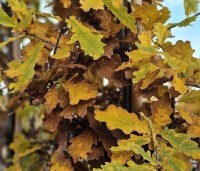 Quercus robur - Zomereik - 3