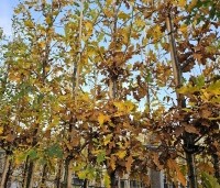Quercus robur - Zomereik - 4