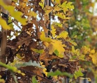 Quercus robur - Zomereik - 5