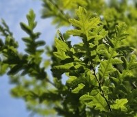 Quercus cerris - Moseik - 2