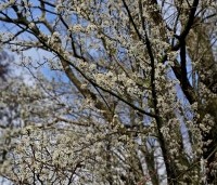 Prunus spinosa - Sleedoorn - 3
