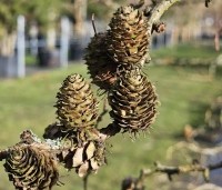 Larix kaempferi 'Diana' - Japanse kronkel Lariks - 3
