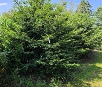Taxus baccata - Venijnboom - 1