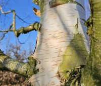 Betula utilis 'Doorenbos' - Himalayaberk - 1
