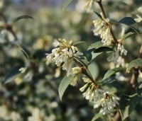 Osmanthus x burkwoodii - Schijnhulst - 12