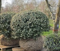 Osmanthus x burkwoodii - Schijnhulst - 10