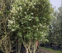 Osmanthus x burkwoodii - Schijnhulst - 11