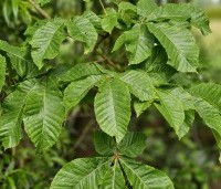 Aesculus x carnea 'Briotii'  - Rode Paardenkastanje - 1