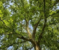 Quercus cerris - Moseik - 6