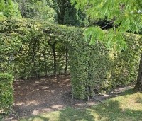 Carpinus betulus - Haagbeuk - berceau  loofgang
