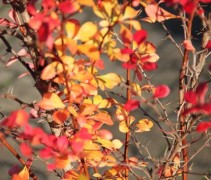 Berberis thunbergii Atropurpurea
