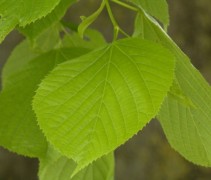 blad Tilia americana 'Nova'