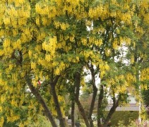 Laburnum wat. Vossii