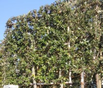 Quercus Ilex