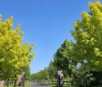 Acer plat. 'Princeton Gold' - Acer plat. 'Princeton Gold' - 5