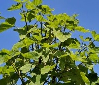 Paulownia tomentosa 'Hulsdonk' - Anna Paulownaboom 'Hulsdonk' - juni