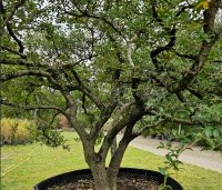 Osmanthus x burkwoodii - Schijnhulst - 4