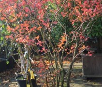 Blauwe bes 'Goldtraube 71' struiken in herfstkleur