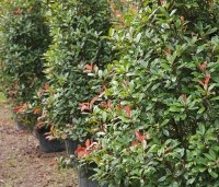 Photinia fraseri 'Red Robin'  - Glansmispel - 2