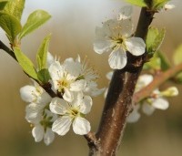 Prunus dom. 'Reine Claude d'Althan' - Prunus dom. 'Reine Claude d'Althan' - 1