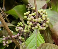Callicarpa bodinieri 'Profusion' - Schoonvrucht - 1